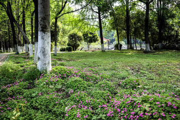flowers in the park