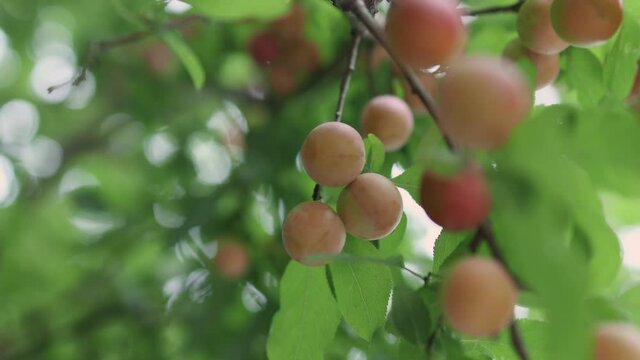 plenty of ripe yellow red pink mirabelle prunus plums fruits on green leaves brunches in autumn summer garden