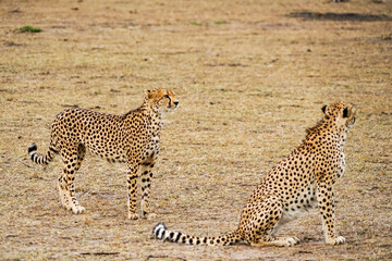 Two cheetahs in the magnificent savanna (Masai Mara National Reserve, Kenya)