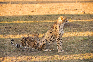 Two cheetahs in the morning sun (Maasai Mara National Reserve, Kenya)