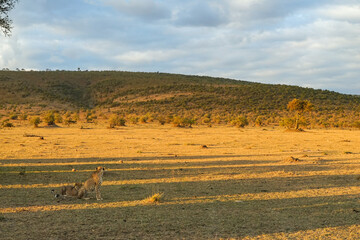 Two cheetahs in the morning sun on the magnificent land of the savanna (Masai Mara National Reserve, Kenya)