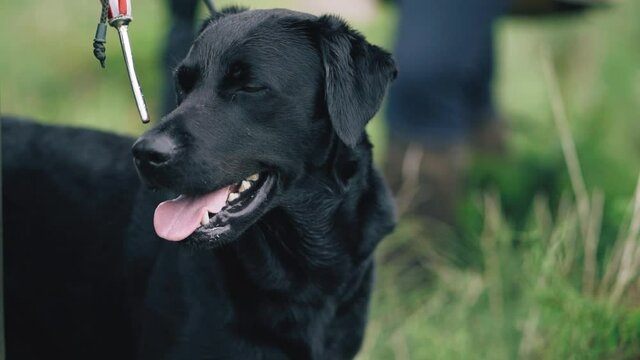 Close up of black dog