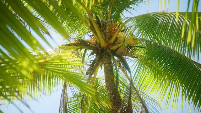 Beautiful day on the beach palm tree