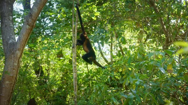 A Monkey Hanging By Its Tail