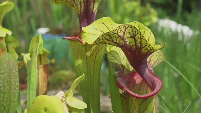 CLOSE UP, DOF: Detailed shot of yellow pitcherplants blooming in a lush garden. Close up view of Sarracenia flava flowers in a blossoming garden. Violet and green carnivore flowers blossom in spring.