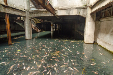 Abandoned and flooded mall filled with fish in Bangkok, Thailand