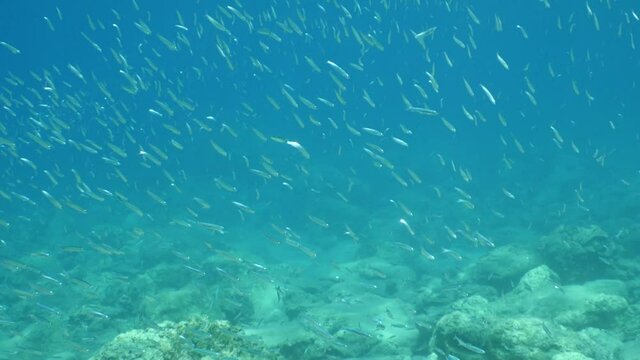 underwater fish school scenery blue water  ocean scenery  silversides