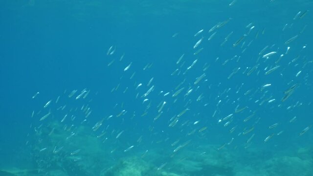 underwater fish school scenery blue water  ocean scenery  silversides