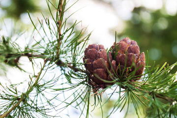 A cone on a pine branch on a bright sunny summer day on a blurry background.