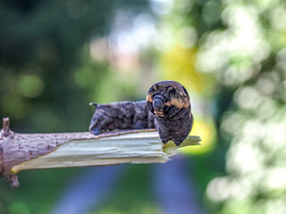 Wine hawk caterpillar, Deilephila elpenor, gray After pupation, wine hawk moth, large twilight moth, elephant hawk moth will hatch