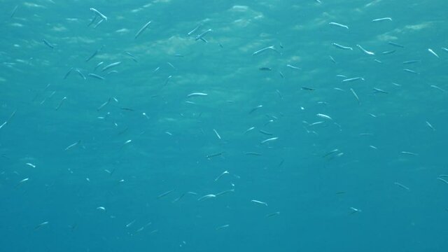 underwater fish school scenery blue water  ocean scenery  silversides