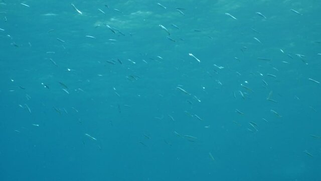 underwater fish school scenery blue water  ocean scenery  silversides