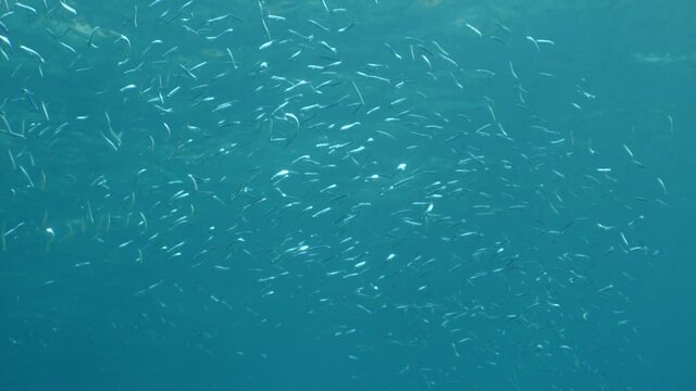 underwater fish school scenery blue water  ocean scenery  silversides