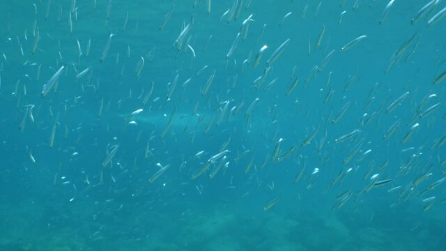 underwater fish school scenery blue water  ocean scenery  silversides
