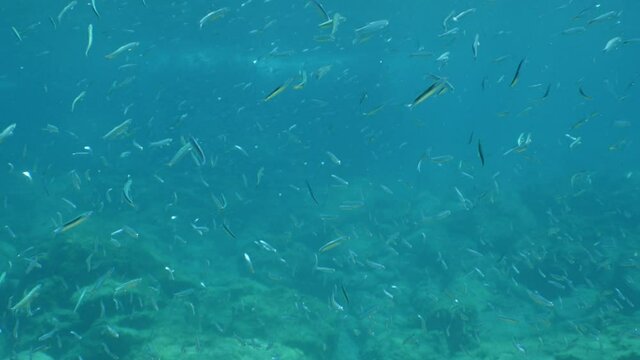 underwater fish school scenery blue water  ocean scenery  silversides
