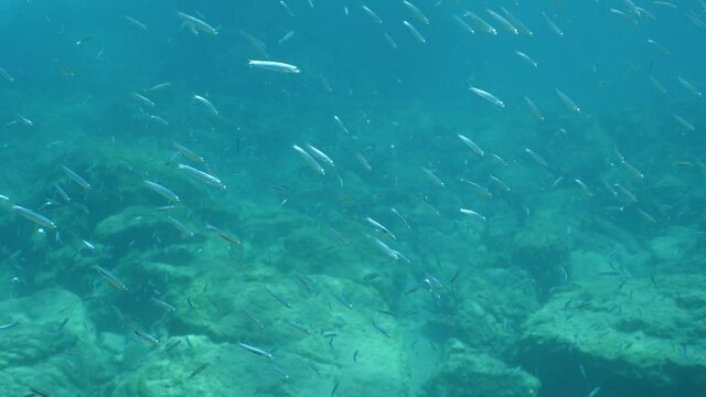 underwater fish school scenery blue water  ocean scenery  silversides