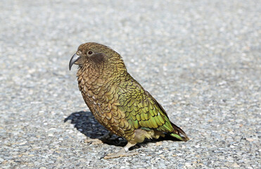 Kea, New Zealand