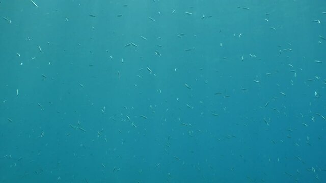 underwater fish school scenery blue water  ocean scenery  silversides