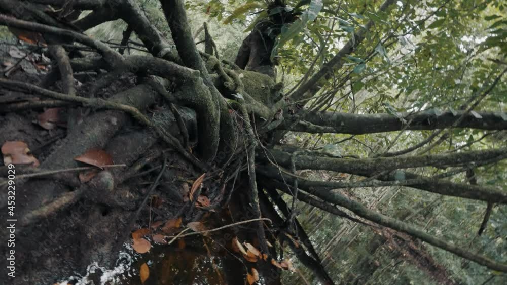 Poster big tree roots in a stream in the forest - fpv