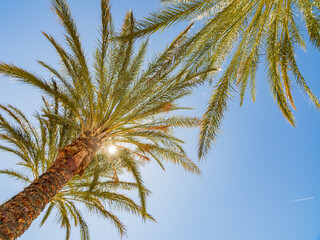 Close up shot of palm tree in Lake Las Vegas