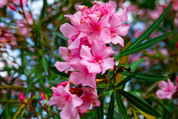 Pink flowers on blooming nerium or oleander shrubs