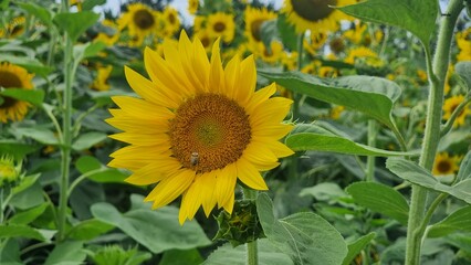 포항 호미곳 해바라기