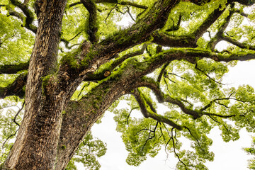 hundred year old tree in Japan 