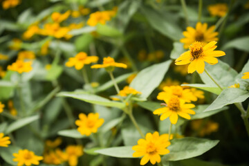 Yellow flowers in the garden