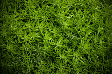 green tree background with nature light. 