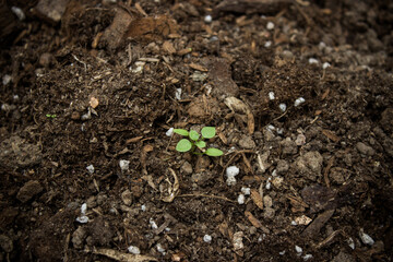 A green plant in brown soil.