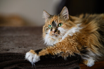 ginger tabby cat lies on the couch at home. domestic cat is resting.