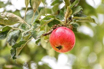 Ripe red apple. An apple hangs on a tree branch in the garden.