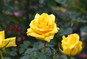 Yellow tea rose with leaves on green background