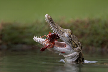 Little Crock swallowed a big shrimp for his lunch.
