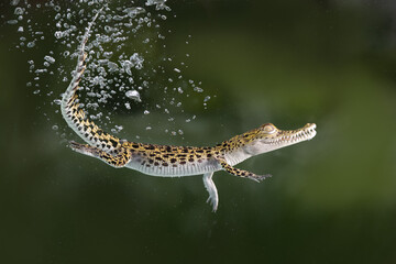 a small crocodile jump into the pond to strike his prey
