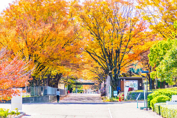 紅葉のトンネル　大阪万博記念公園にて