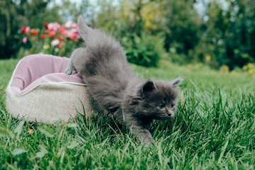 Little cat playing in the grass