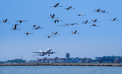 flamingos flying over the airport while a plane takes off