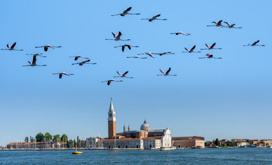 flamingos flying over Venice in the blue sky © cesaresent