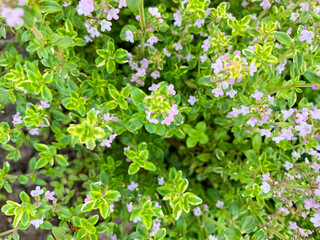 Thyme fresh leaves macro texture, high resolution photo. Abstract vegetable background.