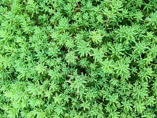 Sempervivum grean leaves macro backround. Abstract succulent plants photo