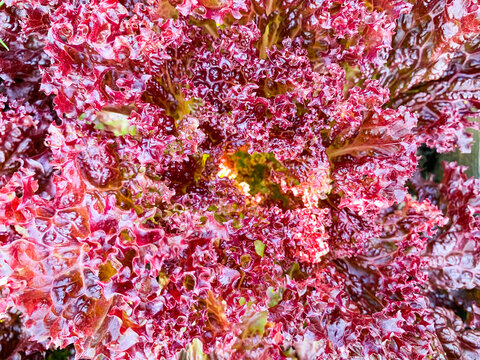 Red lettuce fresh salad leaves macro texture, high resolution photo. Abstract vegetable background.