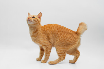 orange tabby standing isolated on white background