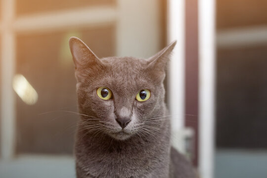 headshot gray cat. Korat cat