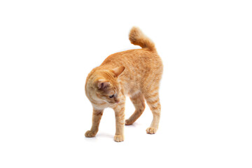 Orange tabby standing isolated on white background