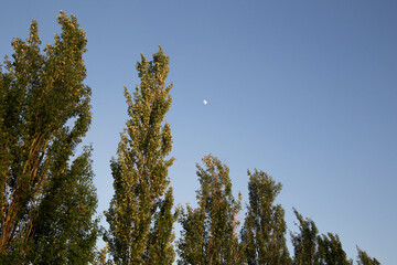 sky and trees