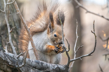 Fototapeta premium The squirrel sits on a branches in the winter or autumn
