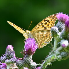 butterfly silver-washed fritillary Argynnis paphia