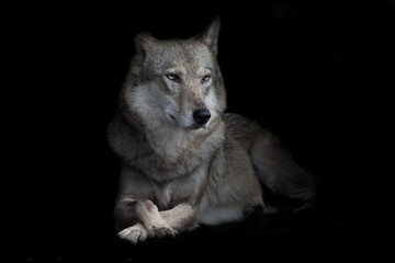 Strict female wolf sitting cross legged in night darkness, isolated black