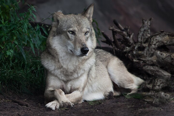 a proud gray wolf with attentive eyes lies on the ground of summer